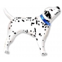 Ballon Chien Dalmatien Collier Bleu